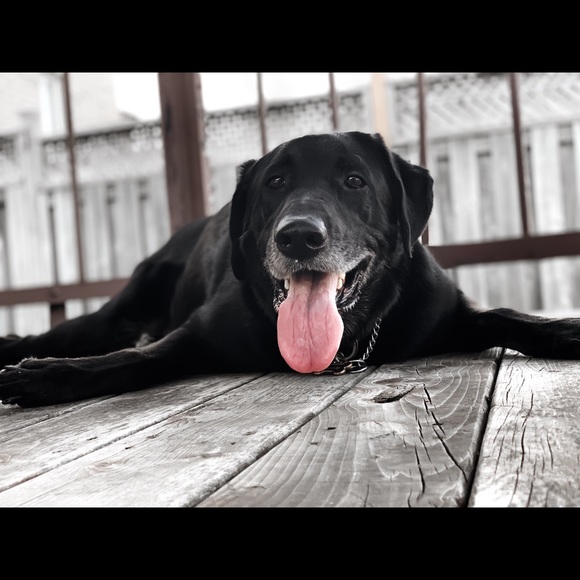 Meet your Posher, Daniel - Picture 1 of 1